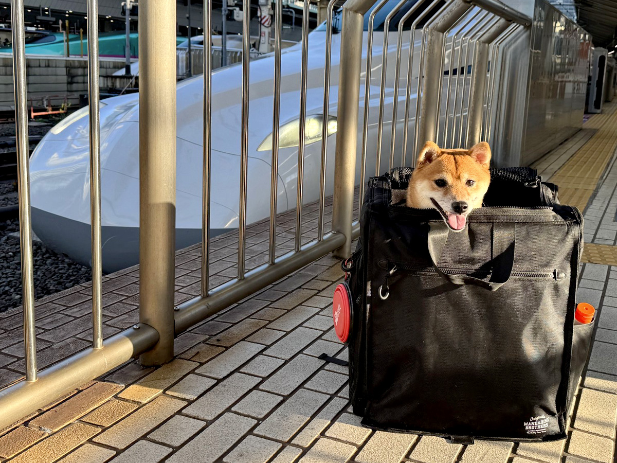 新幹線とキャリーバッグに入る柴犬