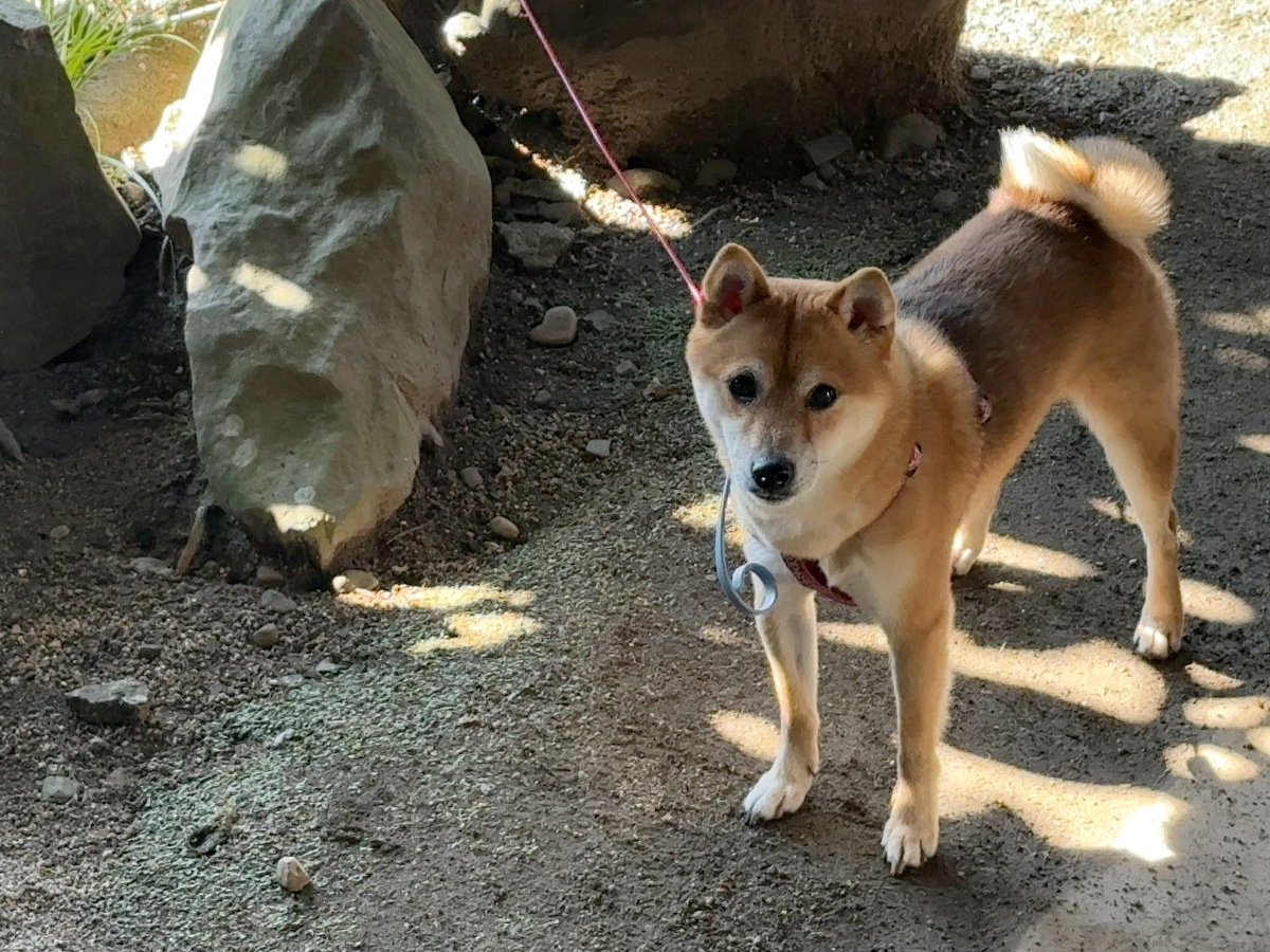 里帰り先の外で過ごす