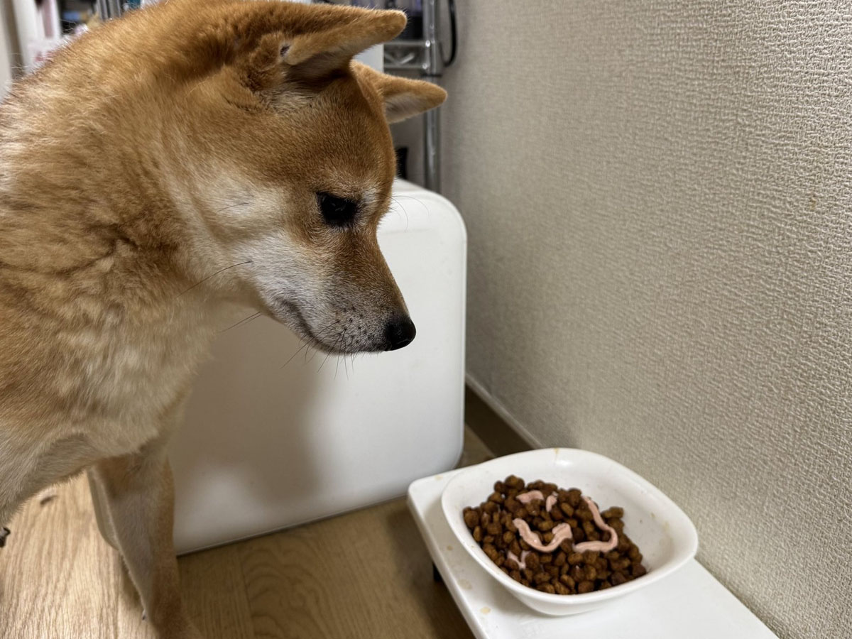 シーザー トッピング チキン&野菜味とビーフ&チーズ味 豆柴犬に食べてもらう