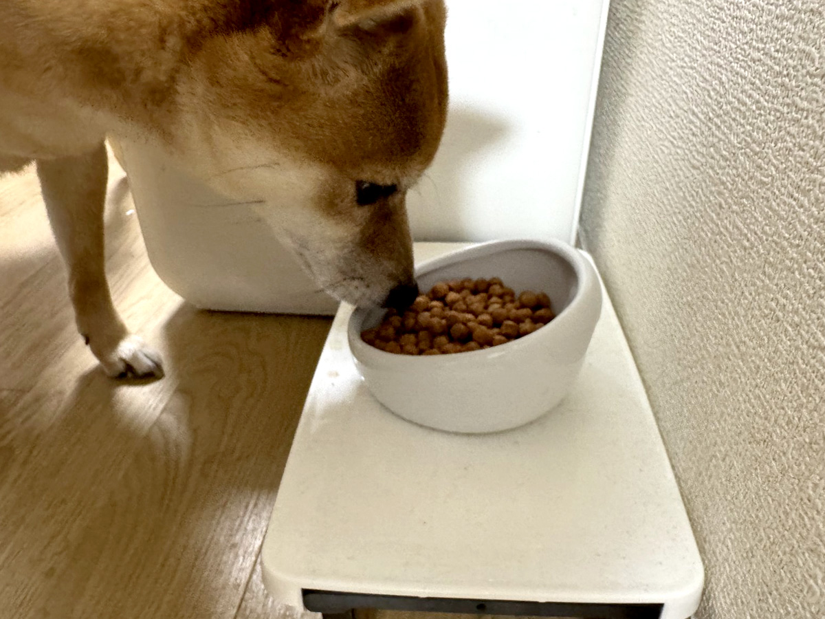 ランミール ドライドッグフード 豆柴犬に食べてもらう