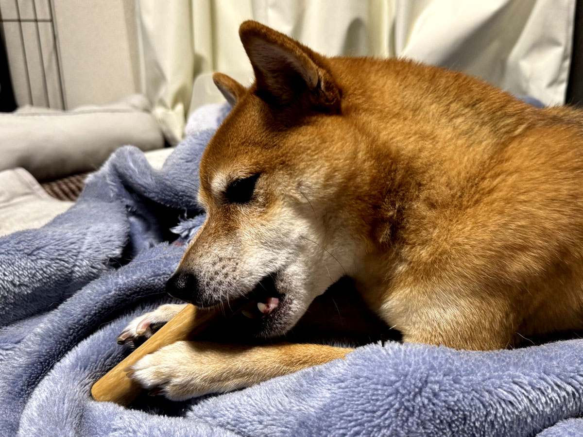 ピーチパウ コーヒー ウッド チュ― 噛みしめる柴犬